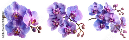 Orchid flower set Watercolor painted flowers  purple Orchid flower on a white background.