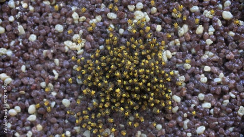 Macro view of baby spiders featuring striking yellow and black patterns, highlighting their intricate details