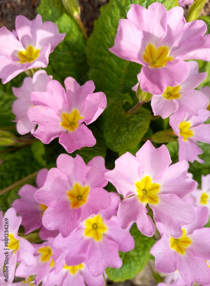 pink and white flowers pink and white flowers