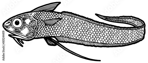 Giant grenadier fish sketch line art engraving PNG illustration. Scratch board style imitation. Hand drawn image. photo
