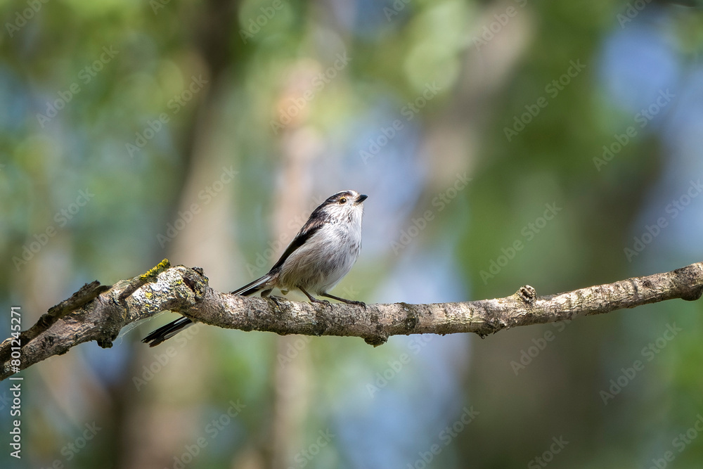 Long-tailed tit or long-tailed bushtit (Aegithalos caudatus) perched on a branch. Long-tailed tit or long-tailed bushtit (Aegithalos caudatus) perched on a branch.