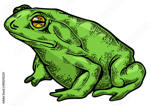 Hallucinogenic frog toad animal color sketch engraving PNG illustration. Scratch board style imitation. Black and white hand drawn image.