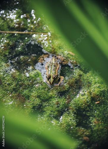 A closeup of a slimy green frog swimming in a swamp with duckweeds covering the surface of the water