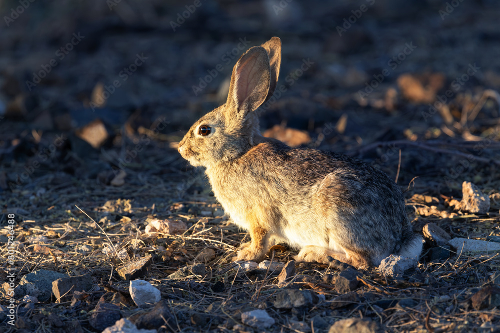 Fototapeta premium A small desert cottontail (Sylvilagus audubonii) rabbit in evening light.