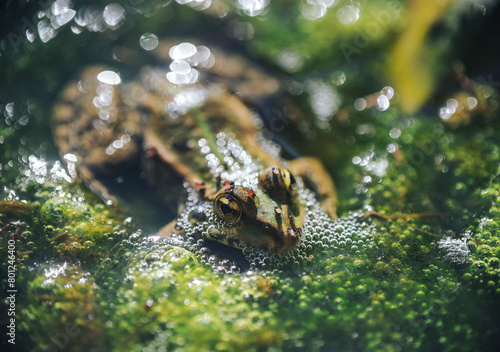 A closeup of a slimy green frog swimming in a swamp with duckweeds covering the surface of the water
