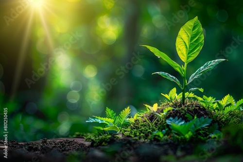 Book with plant sprouting  symbolizing growth and development through education and learning