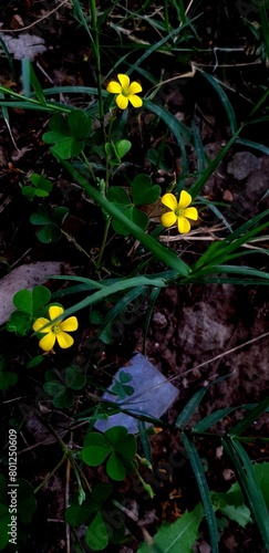 Beauty of a little plant