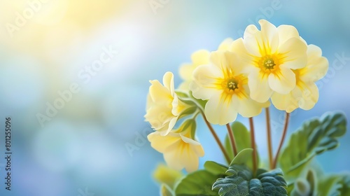Bright yellow primrose, soft sky blue background, spring gardening magazine cover, crisp morning light, central focus photo