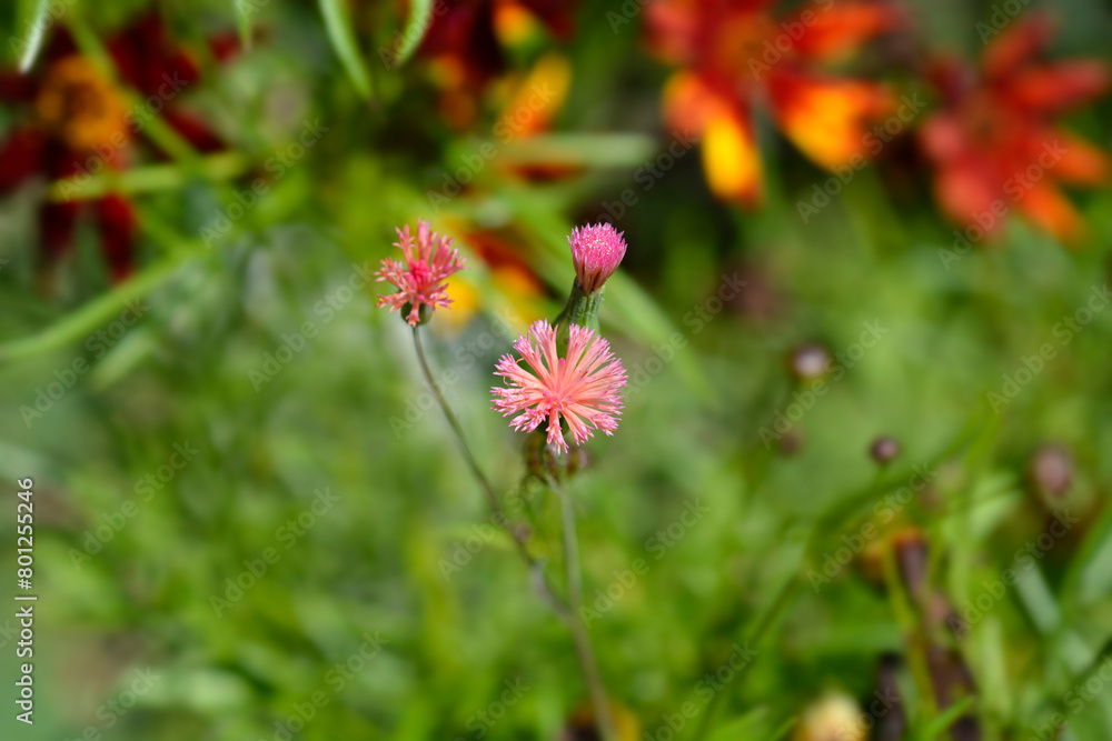 Tasselflower flowers