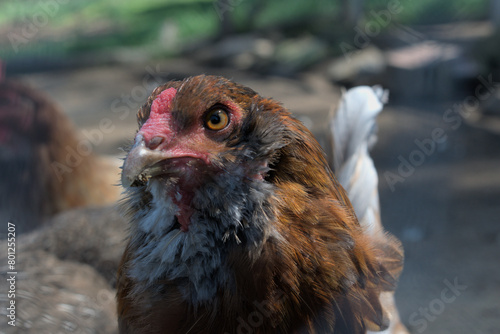 Close up of a chicken exploring a run on a farm