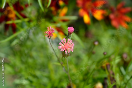 Tasselflower flowers