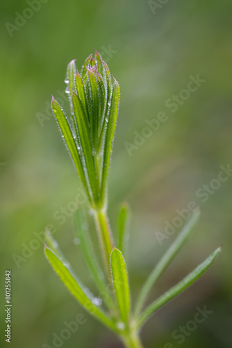 Green young leaves tangled with raindrops.