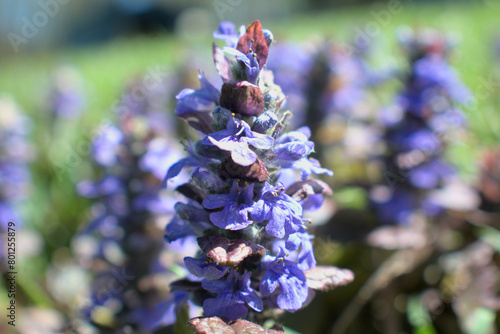 Close up of group of wild purple flowers in a field on a farm