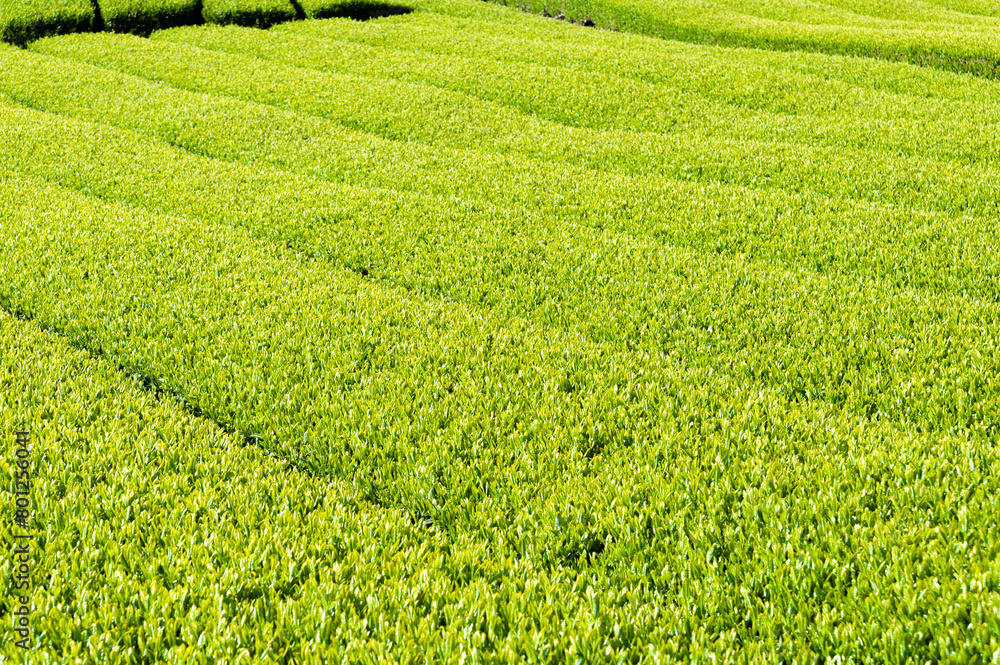 Japanese green tea plantation in sunny morning
