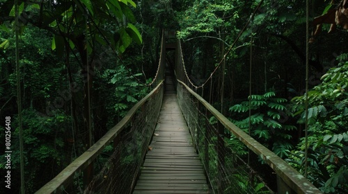 Wooden bridge across the forest with foliage around