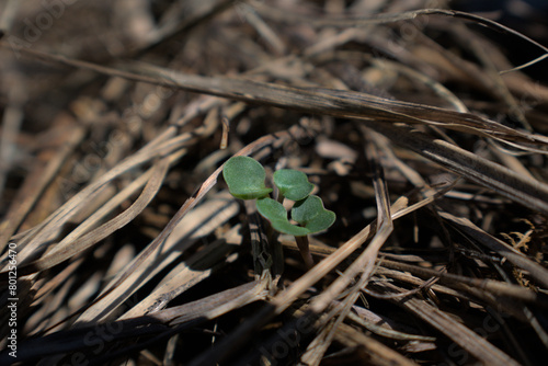 Close up of a seedling sprout growing from mulched ground in a garden on a farm