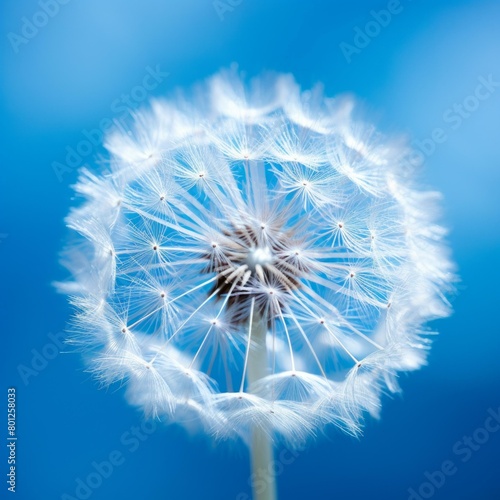 Dandelion flower seeds blowing in the wind