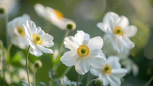 There are several white anemone flowers with yellow centers. The flowers are in focus and have a blurred background.

