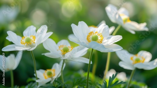 There are several white anemone flowers with yellow centers. The flowers are in focus and have a blurred background.