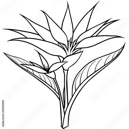 Bird of Paradise flower plant outline illustration coloring book page design  Bird of Paradise flower plant black and white line art drawing coloring book pages for children and adults