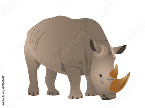 Southern African white rhino grazing. Vector illustration isolated on white background.