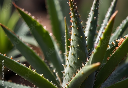 A close-up view of an aloe vera s spiky edges  its green leaves tapering into sharp points  covered in tiny serrations  generative AI