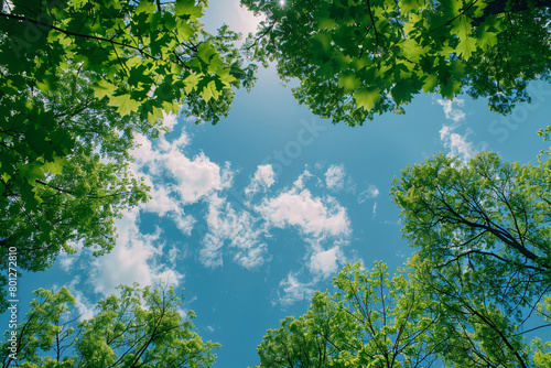 Bright sky with scattered clouds framed by green leaves from multiple trees