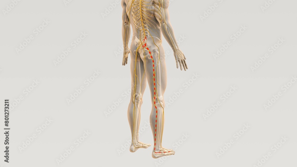 Sciatica spine and nerve pain path Sciatica spine and nerve pain path