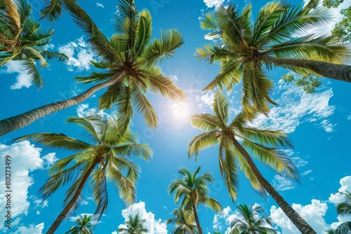 Wallpaper Mural Looking up at the coconut trees Torontodigital.ca