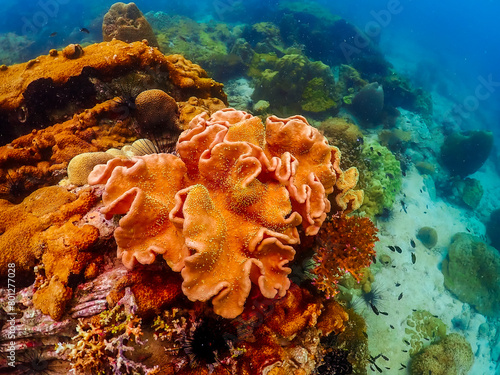 Beautiful coral under the sea at Samaesarn island, Sattahip Chonburi. Select focus