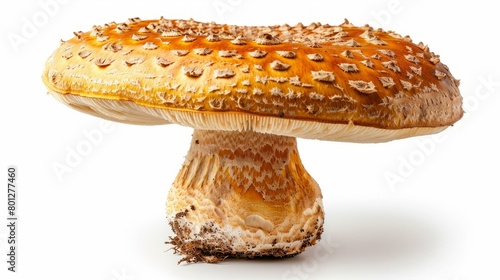 close up of a large orange mushroom with a white background photo