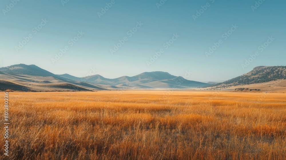 Vast golden field under blue sky with mountains in distance Vast golden field under blue sky with mountains in distance