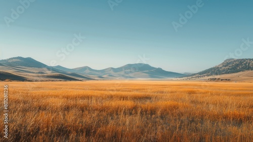 Vast golden field under blue sky with mountains in distance