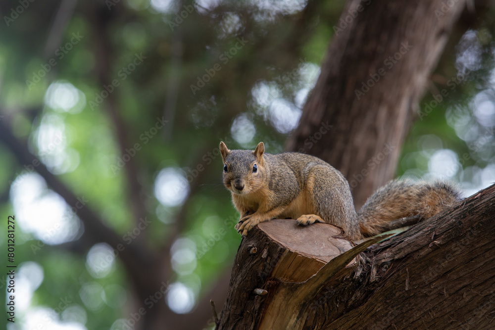 Close-up of a Texas fox squirrel sitting on a cuy branch in a tree Close-up of a Texas fox squirrel sitting on a cuy branch in a tree