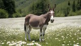 A Mule Standing In A Field Of Daisies The White B