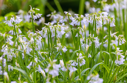 Photography Three cornered garlic Allium triquetrum growing wild