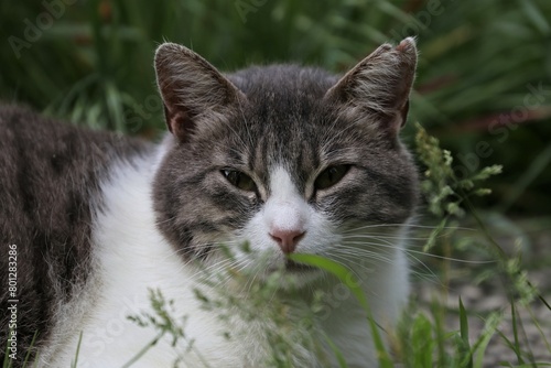 Wallpaper Mural Colonia felina Torontodigital.ca