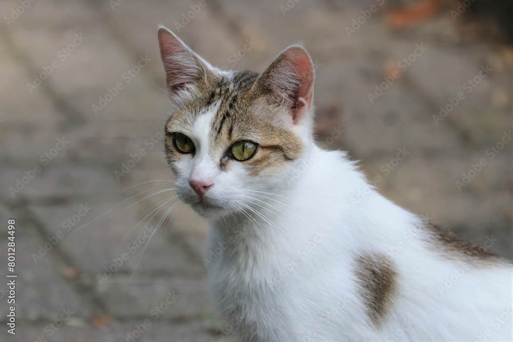 Colonia felina Colonia felina