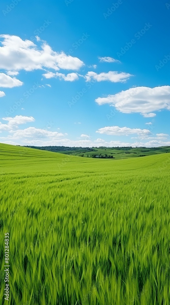 Green wheat field under blue sky and white clouds