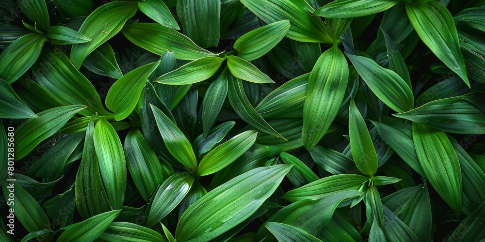 Close-up of green leaves texture background