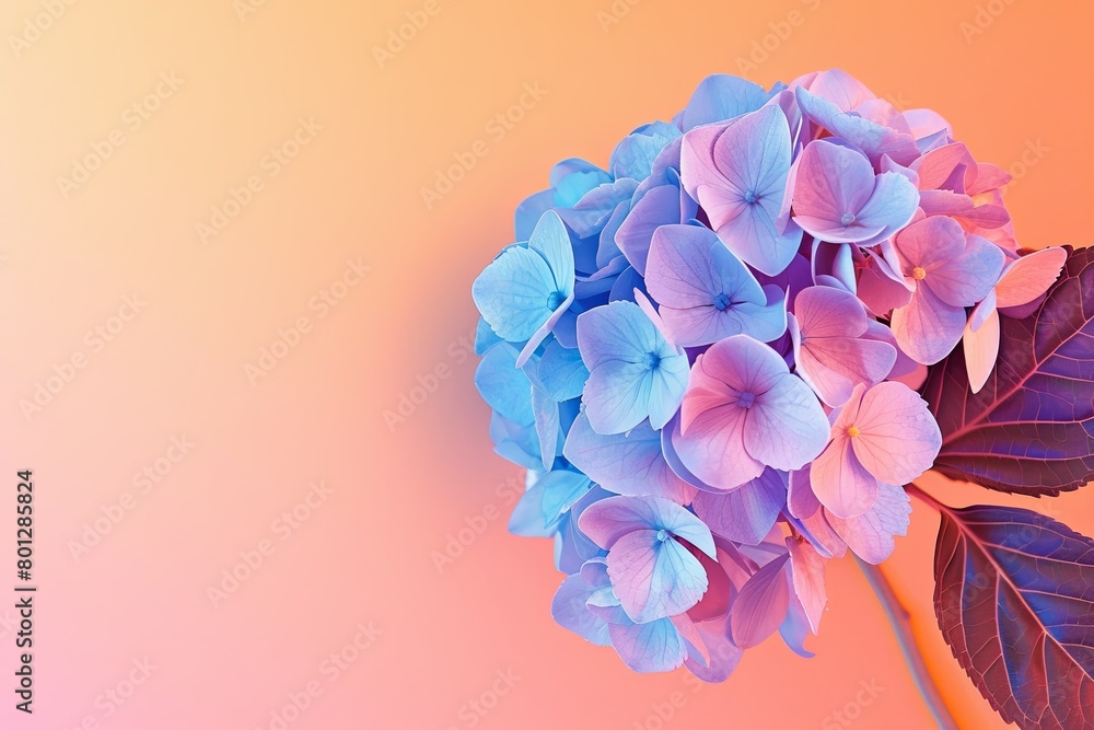 Obraz premium Pastel Hydrangea Bouquet Against Gradient Backdrop