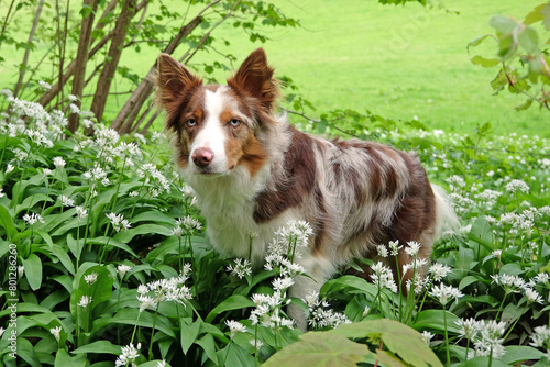 A tri red merle border collie standing in woodland filled with the white flowers of wild garlic.
