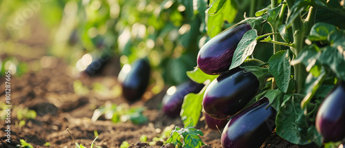 A bunch of purple eggplants are growing in a field photo