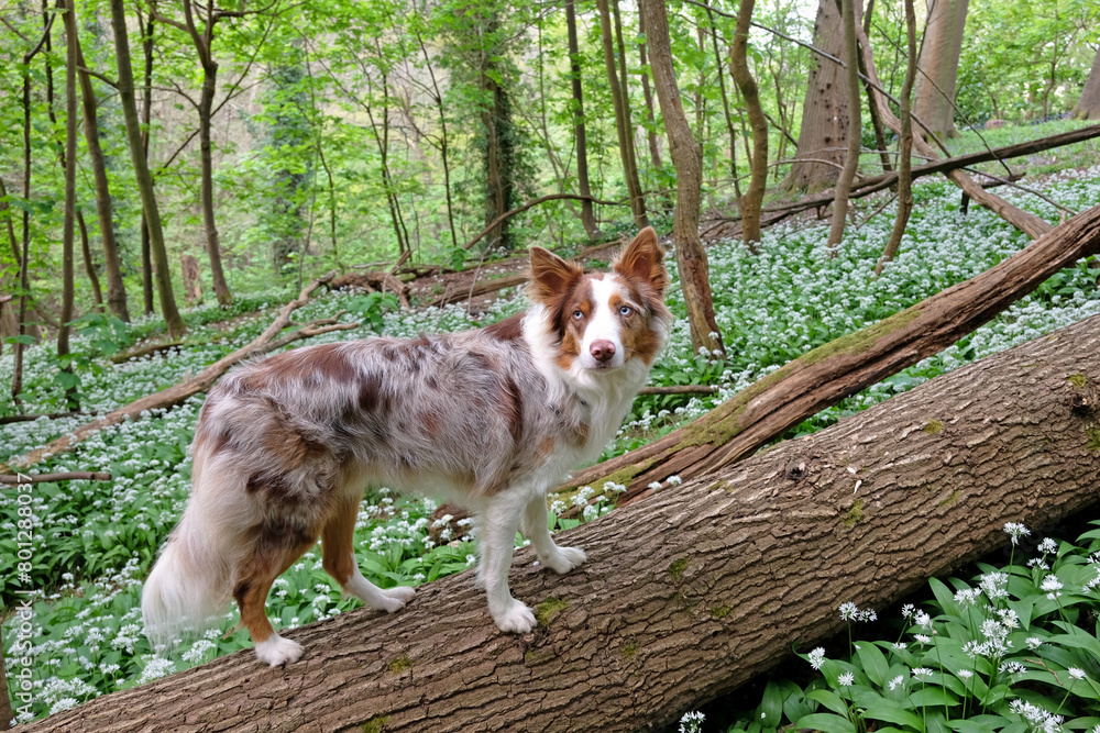 A tri red merle border collie standing on a log in woodland filled with the white flowers of wild garlic. A tri red merle border collie standing on a log in woodland filled with the white flowers of wild garlic.