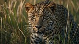 a majestic leopard in high grass, natural habitat, stock photo, background image, wallpaper