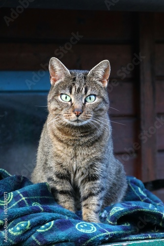 Colonia felina