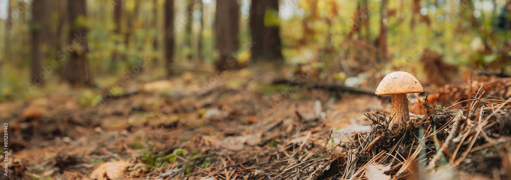 Obraz premium Boletus Edulis Growing Among Pine Needles In Autumn Forest.
