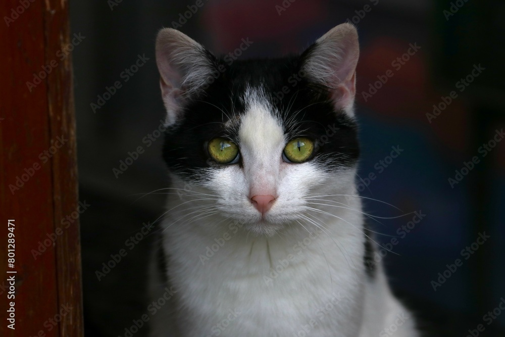Colonia felina Colonia felina
