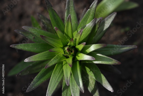 
Top view of green lily leaves