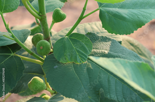 Young Common figs Green-fruited grow on trees on farms